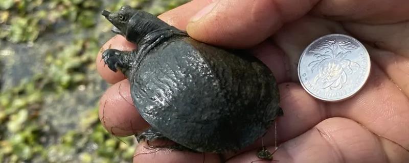 乌鳖和甲鱼的区别