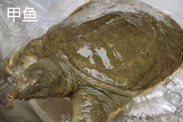 乌鳖和甲鱼的区别，品种和外形有明显的不同