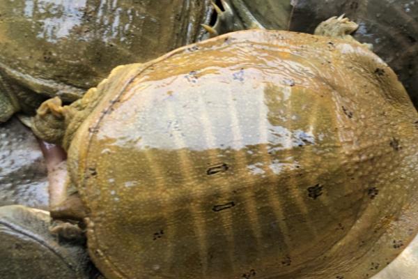 乌鳖和甲鱼的区别，品种和外形有明显的不同