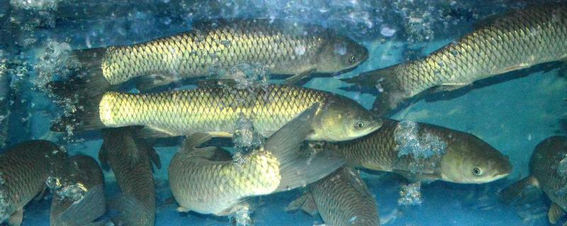 鱼的食性介绍