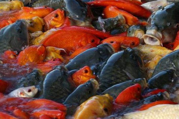 鱼的食性介绍，分为滤食性、草食性、肉食性和杂食性