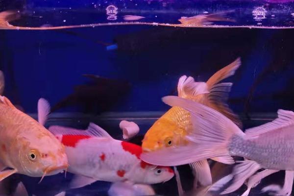 鱼的食性介绍，分为滤食性、草食性、肉食性和杂食性