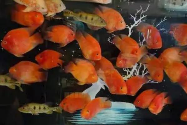 鱼的食性介绍，分为滤食性、草食性、肉食性和杂食性