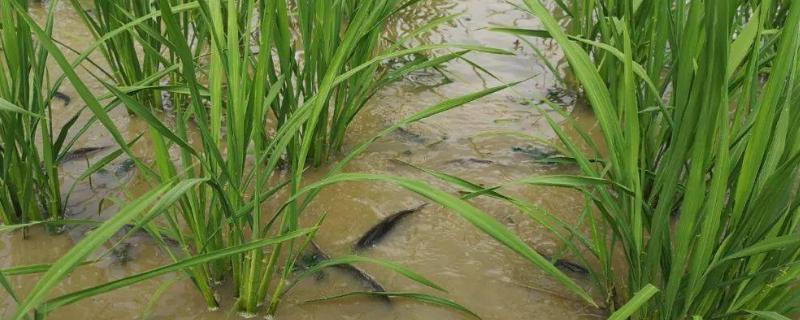 稻田养鱼要注意什么