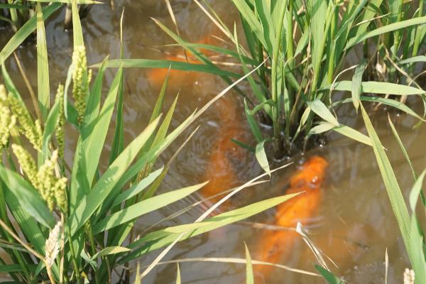 稻田养鱼要注意什么，适合鱼种有草食性和杂食性鱼