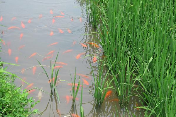 稻田养鱼要注意什么，适合鱼种有草食性和杂食性鱼