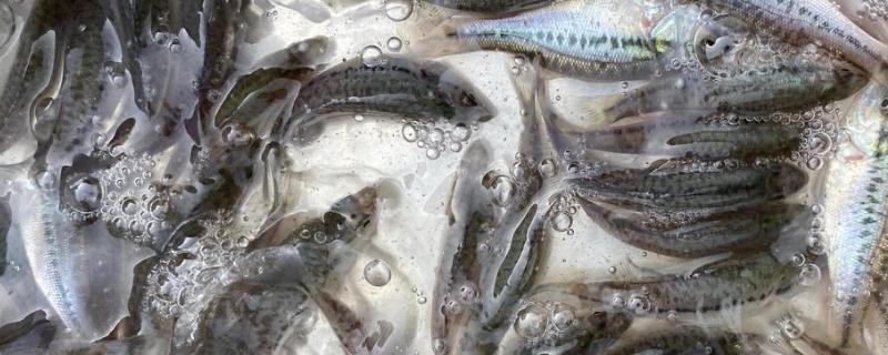 养殖淡水鲈鱼的方法