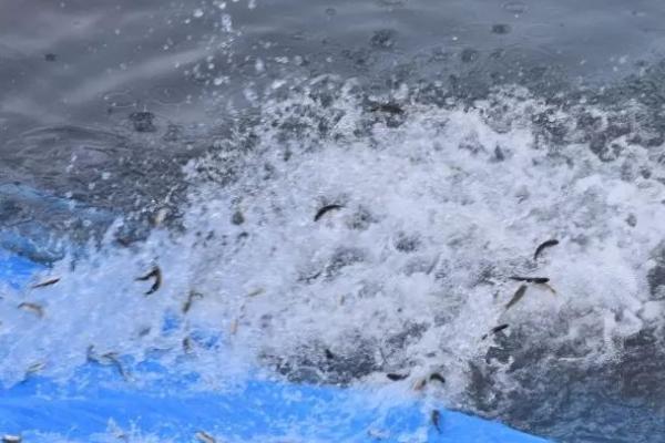 养殖淡水鲈鱼的方法，每天要定时为池塘打氧