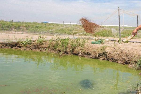 养殖淡水鲈鱼的方法，每天要定时为池塘打氧