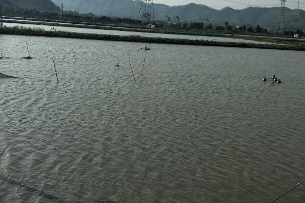 养殖淡水鲈鱼的方法，每天要定时为池塘打氧