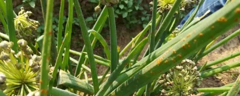 大葱锈病怎么防治