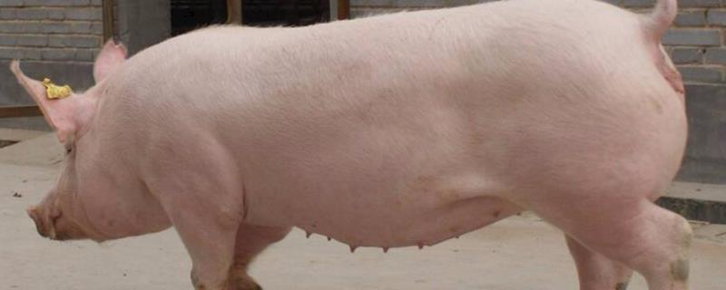 怀孕母猪感冒了怎么治疗