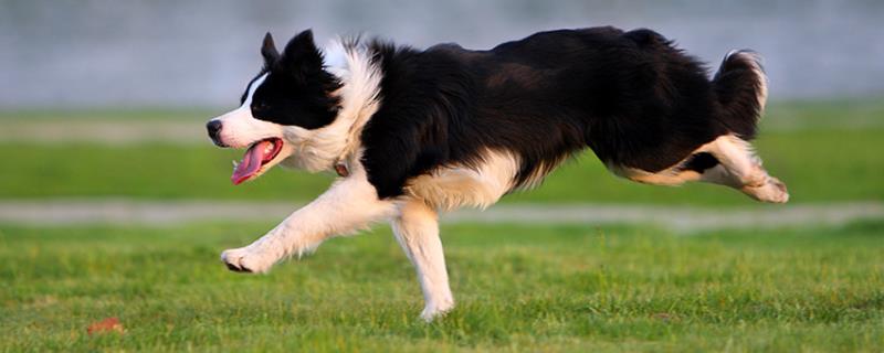 边牧是中型犬还是大型犬