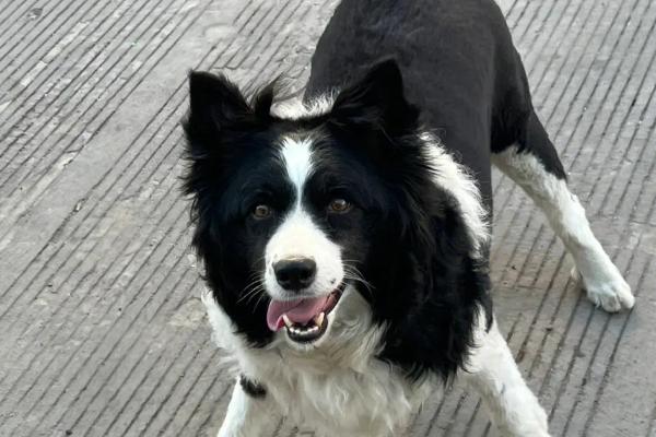 边牧是中型犬还是大型犬，属于中型犬、体型较匀称