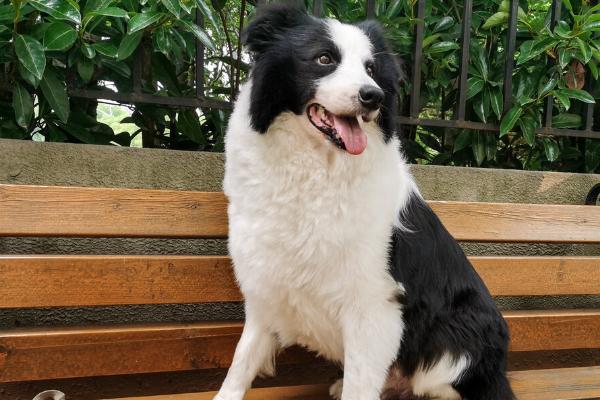 边牧是中型犬还是大型犬，属于中型犬、体型较匀称