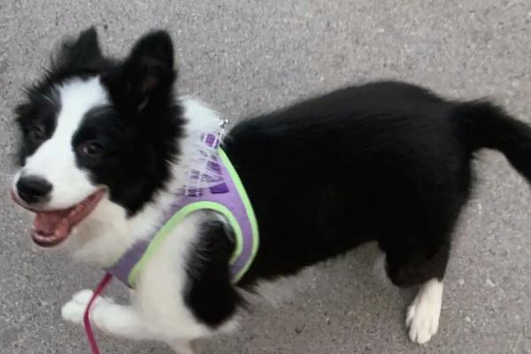 边牧是中型犬还是大型犬，属于中型犬、体型较匀称