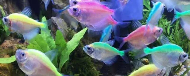 鱼身上出现寄生虫怎么办