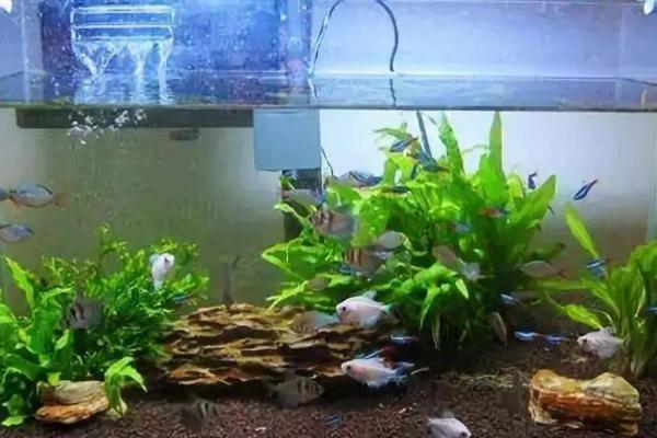 鱼身上出现寄生虫怎么办，体外寄生虫可取出来再用黄粉治疗