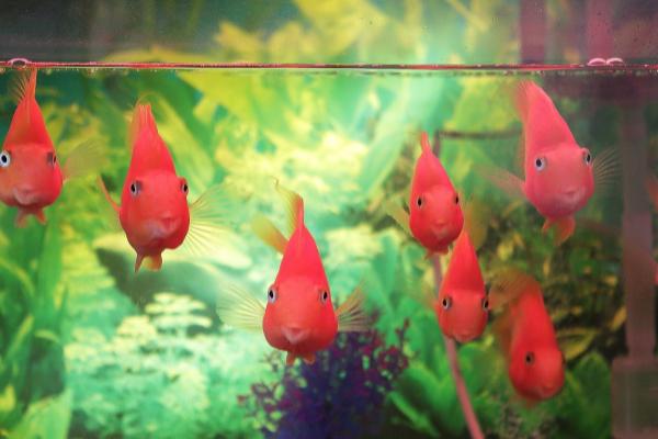 鱼身上出现寄生虫怎么办，体外寄生虫可取出来再用黄粉治疗