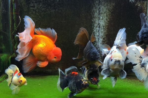 鱼身上出现寄生虫怎么办，体外寄生虫可取出来再用黄粉治疗