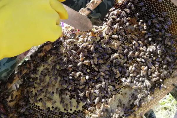 分蜂前兆，蜂箱口会出现蜜蜂抱团的情况