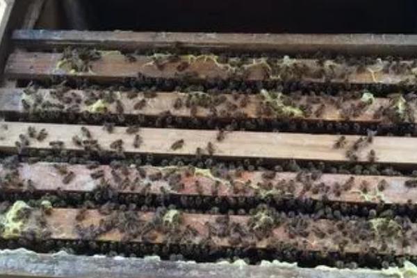 分蜂前兆，蜂箱口会出现蜜蜂抱团的情况