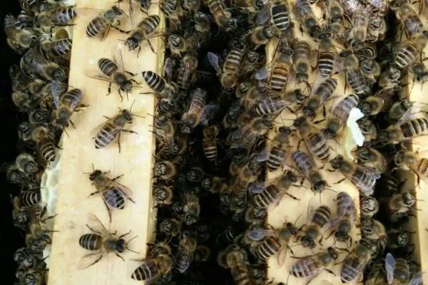 分蜂前兆，蜂箱口会出现蜜蜂抱团的情况