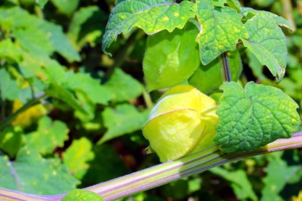 洋姑娘怎么种植，可在天气晴朗时进行点播