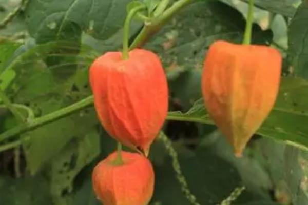 洋姑娘怎么种植，可在天气晴朗时进行点播