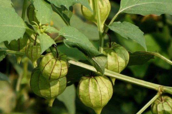 洋姑娘怎么种植，可在天气晴朗时进行点播