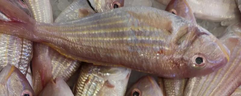 红三鱼是海鱼还是淡水鱼