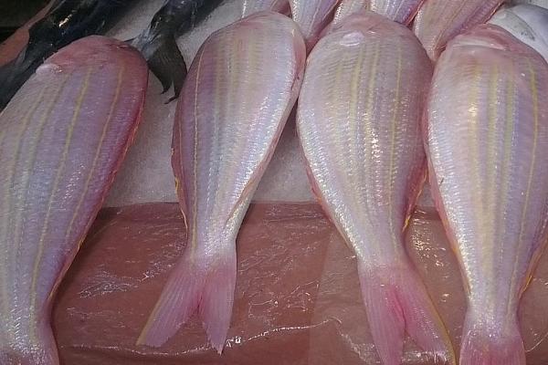 红三鱼是海鱼还是淡水鱼，是生活在海洋之中的海鱼