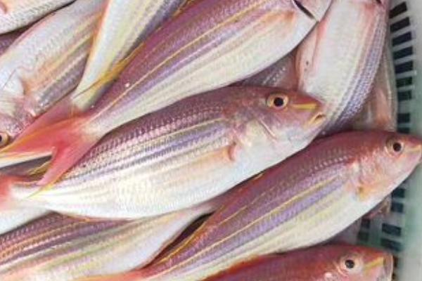 红三鱼是海鱼还是淡水鱼，是生活在海洋之中的海鱼