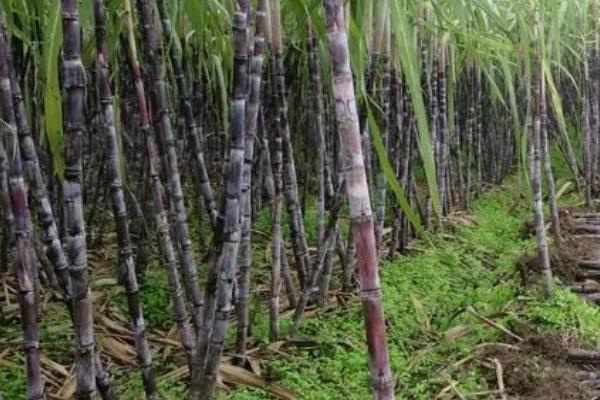 甘蔗的生长周期，一般需要7个月左右