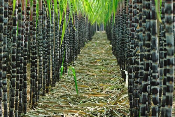 甘蔗的生长周期，一般需要7个月左右