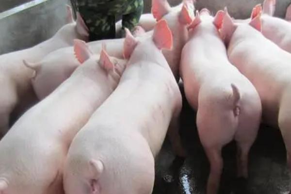 母猪分娩前后怎么管理，需做好产前准备、注意喂食