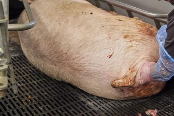 母猪分娩前后怎么管理，需做好产前准备、注意喂食