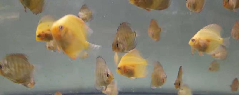为何不建议饲养七彩神仙鱼幼苗