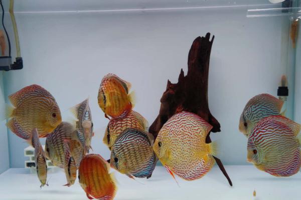 为何不建议饲养七彩神仙鱼幼苗，对水质的要求较高、成活率低是重要原因