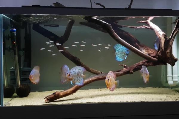 为何不建议饲养七彩神仙鱼幼苗，对水质的要求较高、成活率低是重要原因