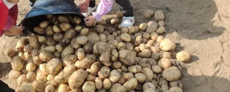 马铃薯的催芽方法