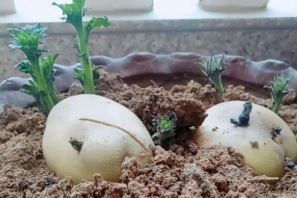 马铃薯的催芽方法，常用赤霉素催芽法和温室大棚催芽法