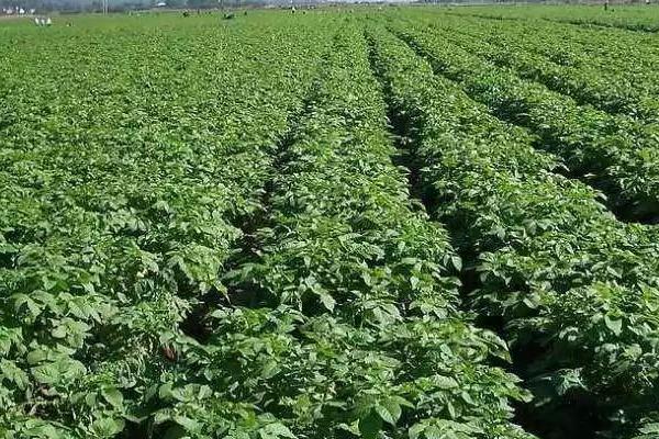 马铃薯的催芽方法，常用赤霉素催芽法和温室大棚催芽法