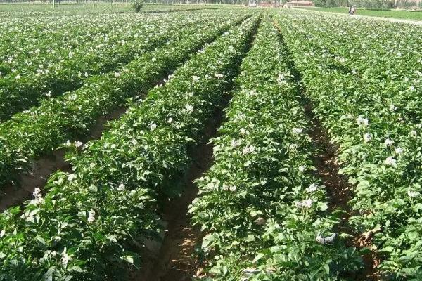 马铃薯的催芽方法，常用赤霉素催芽法和温室大棚催芽法