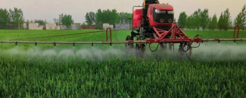 双氟磺草胺小麦拔节后能用吗
