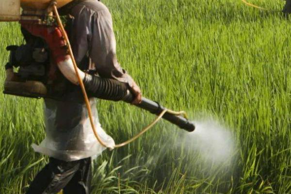 双氟磺草胺小麦拔节后能用吗，在小麦拔节后不宜使用