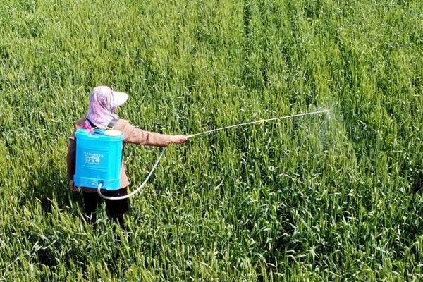 双氟磺草胺小麦拔节后能用吗，在小麦拔节后不宜使用