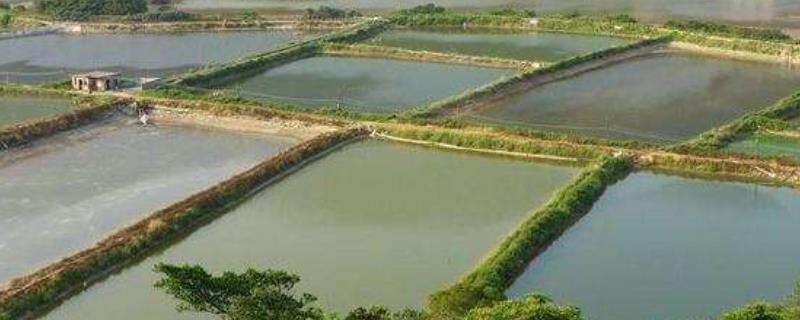鱼塘养殖技术