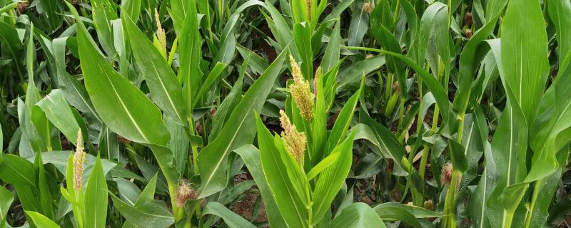 杂交玉米制种花期怎么调节