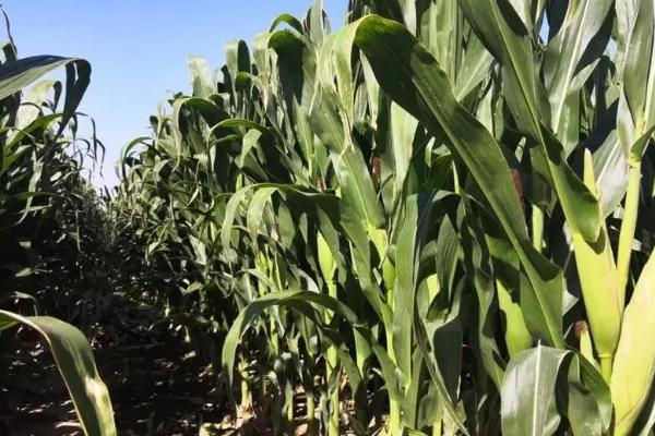 杂交玉米制种花期怎么调节，生长过快亲本控制肥水